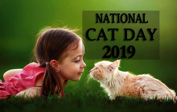 National Cat Day 2019 Wishes Messages Quotes Greetings Pic Text Sms Images Pictures Gsmarena Com