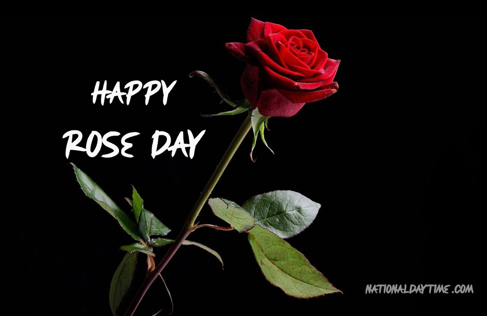 Happy Rose Day 2023 Images, Quotes, Wishes, Shayari, Status, Memes,  Captions 