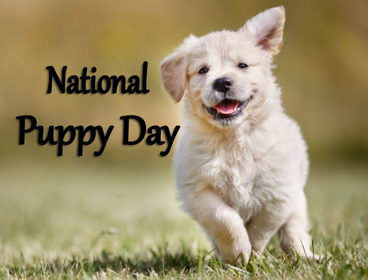 National Puppy Day 2021 - National Love Your Pet Day ...