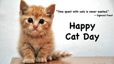 Happy National Cat Day Quotes 2024